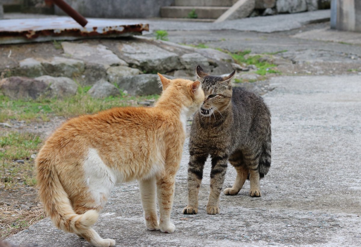 猫の島 青島 Pe Twitter エサ場の近くでオス猫同士の鳴き合いが続いています メス猫にプロポーズできる順番を決めるのか それとも 縄張り争いか