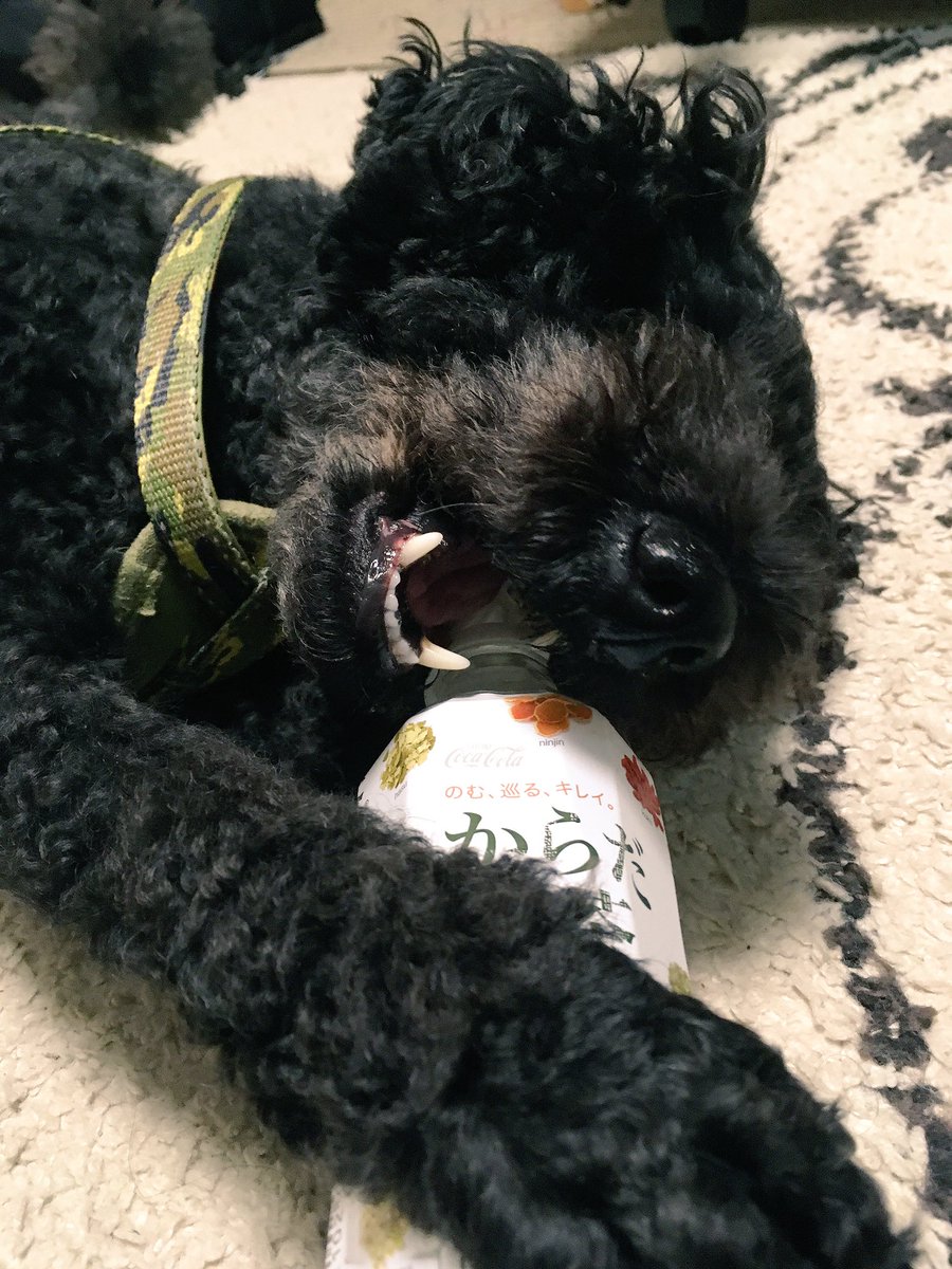 SIMBA_1027's tweet photo. ペットボトルキャップの破壊なう♡ https://t.co/LQ4C2VryJK