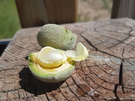 #Almendra en fase de formación.