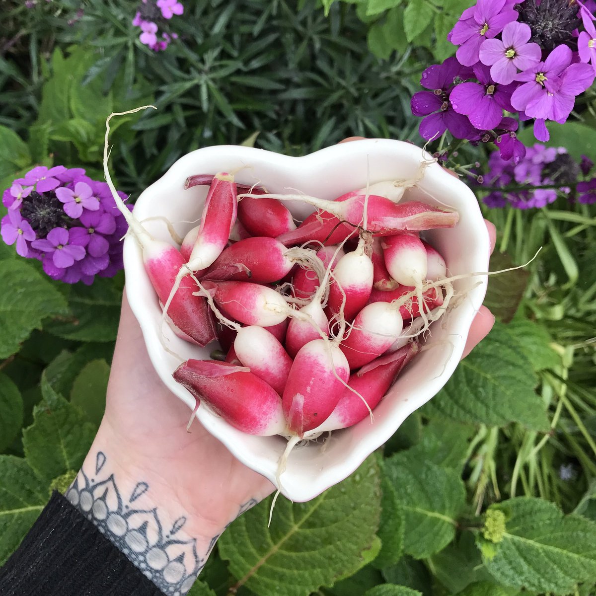 LoraMaze's tweet photo. All the radishes planted in March have now been harvested 💪#vegetablebased #veggies #growyourown #hitchin #hertshour https://t.co/QBwtmXTUMI