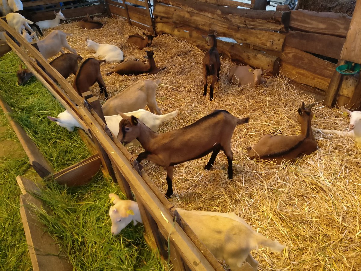 svtdarwin's tweet photo. Journée à la #ferme ! On apprend à faire du #fromage avec les 6e de #valenton #tweeteTsvt #chevrerie https://t.co/W3EUlUXf3p