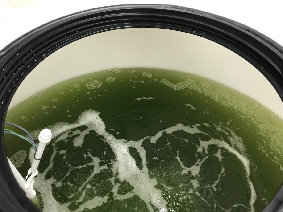 VariconAqua's tweet image. Our latest 1000L High Density #Rotifer system was installed in one of the UK's  the leading marine hatcheries @Scotland #algal #microalgae