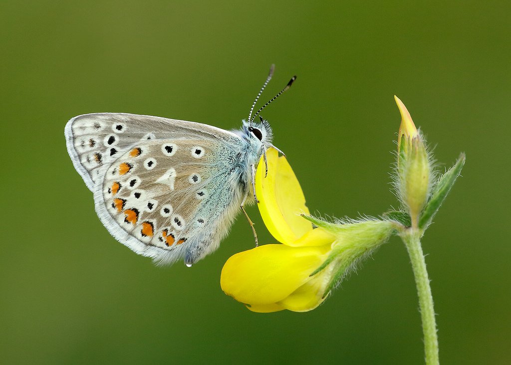 Live in London? Join <a href="/FieldStudiesC/">Field Studies Council</a>'s Intro to Butterflies &amp; Day-flying Moths on Sunday, 21st May.

Full Details: butrfli.es/2pC6lr1