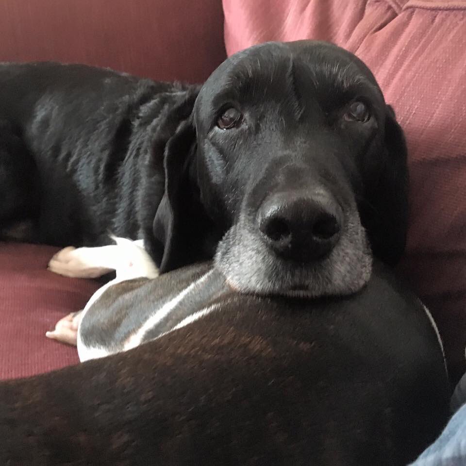 kathhowie's tweet image. That face 😍😍😍 #olddogsrule #sugarsprinkles #goldenoldie #labradorks #greyhairdontcare