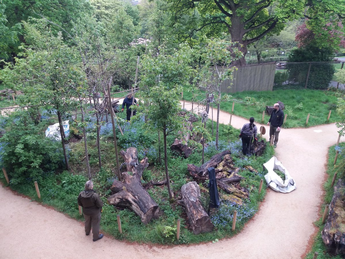 Our @EdinburghZoo #gardens team are proving popular with the #ringtailedlemurs today! #FluffyVultures