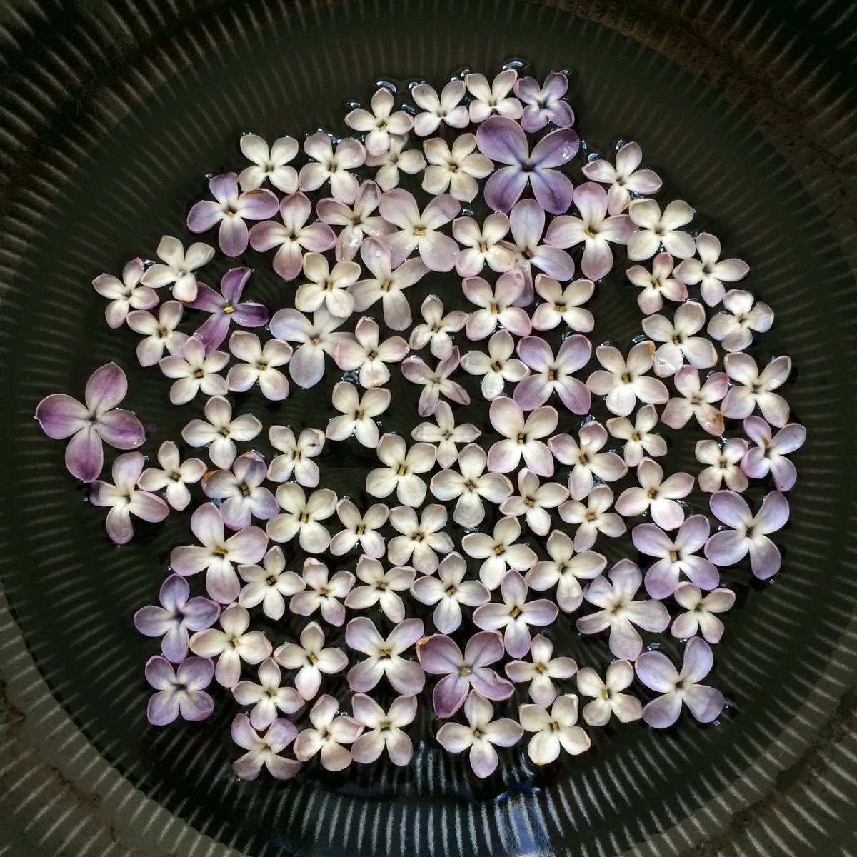 小栗左多里 Na Twitteru インスタで前に ライラックの花びらは普通4枚だけど たまに5枚 のものがあって それはラッキーライラックと呼ばれている というのを教えてもらったので 花びら を拾ってみたら幾つか発見 種によって出やすいかも 写真の中に5個 ラッキー