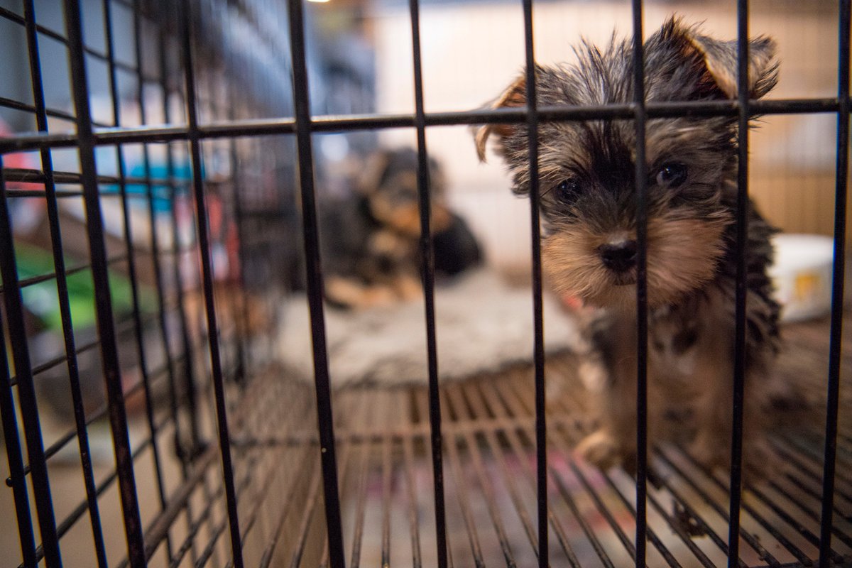 humaneworldorg's tweet image. There are an estimated 10k puppy mills around the country. Know of a puppy mill? Report it here: bit.ly/2qJ70XI #hsusdayofgiving