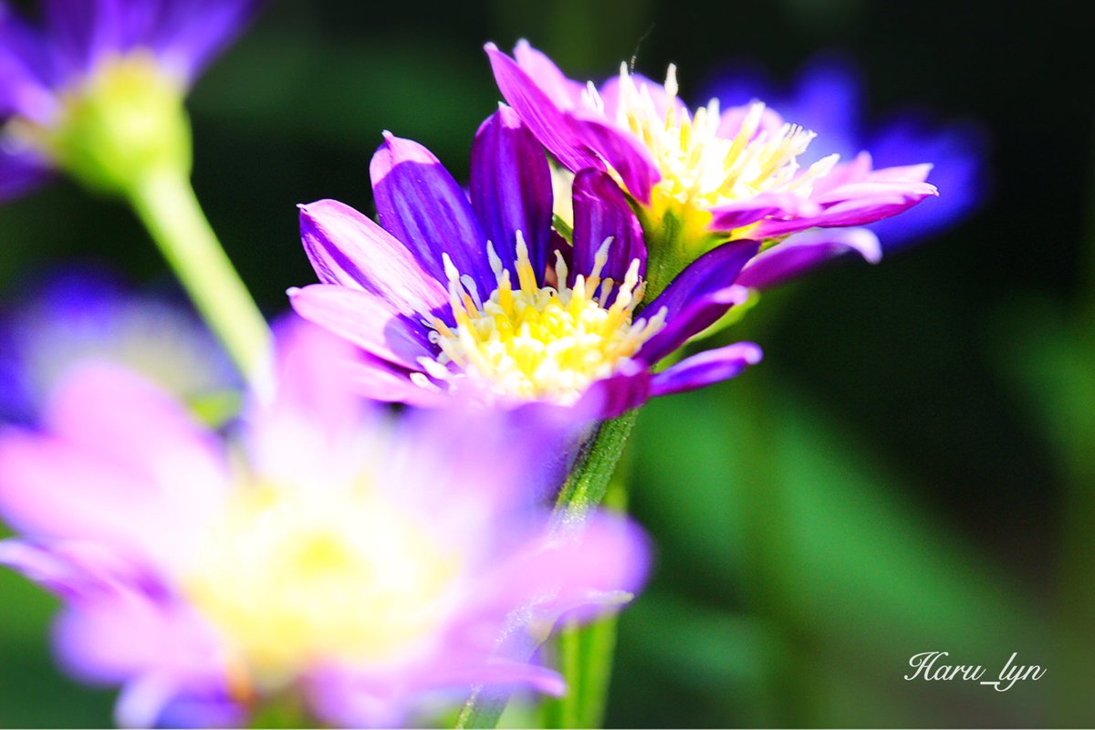 haru_lyn's tweet photo. 限りある日々に

#ファインダー越しの私の世界 
#写真好きな人と繋がりたい 
#写真撮ってる人と繋がりたい 
#キリトリセカイ https://t.co/J5r96Y0PKI