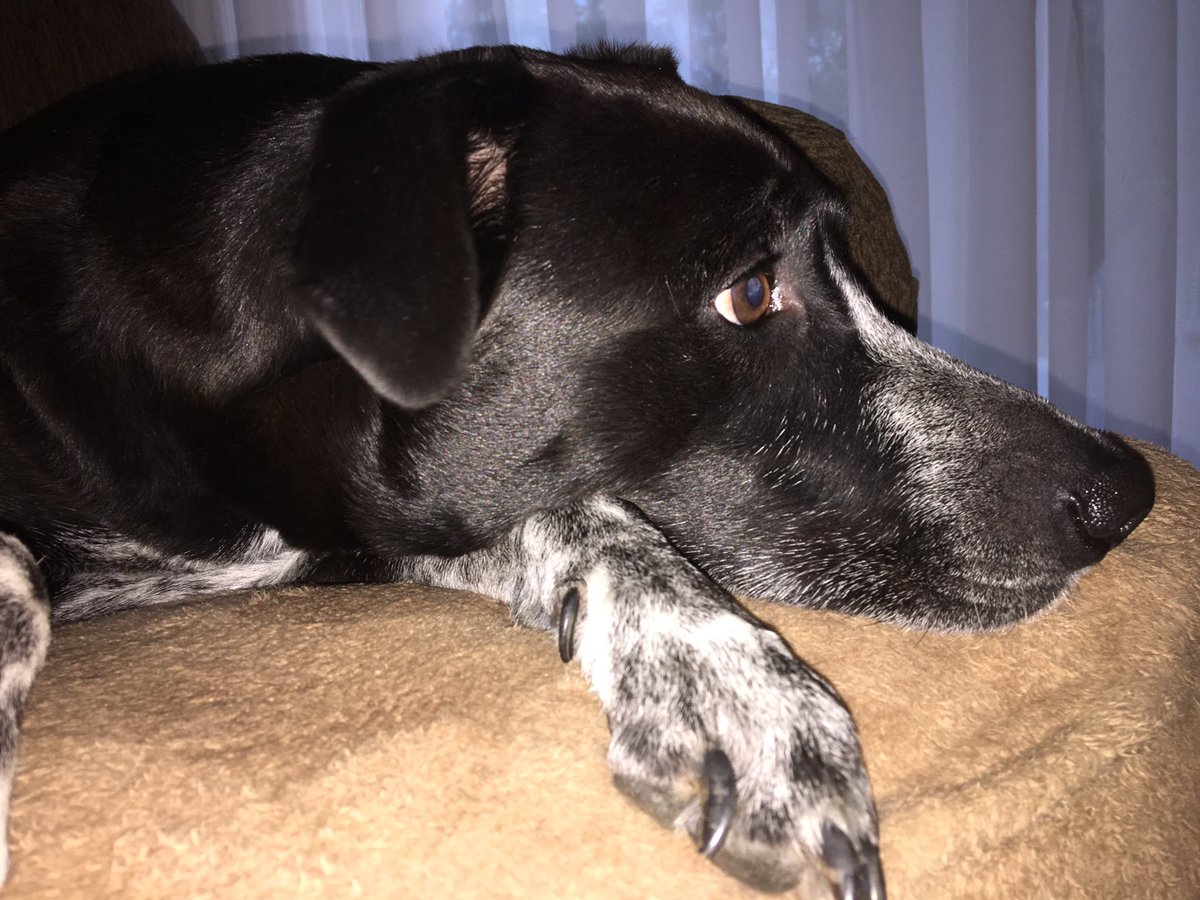 EquestGirl13's tweet photo. Absolutely love this pup #RescueDogs #heartdog #dogsoftwitter #mutt https://t.co/HIyO74xk9c