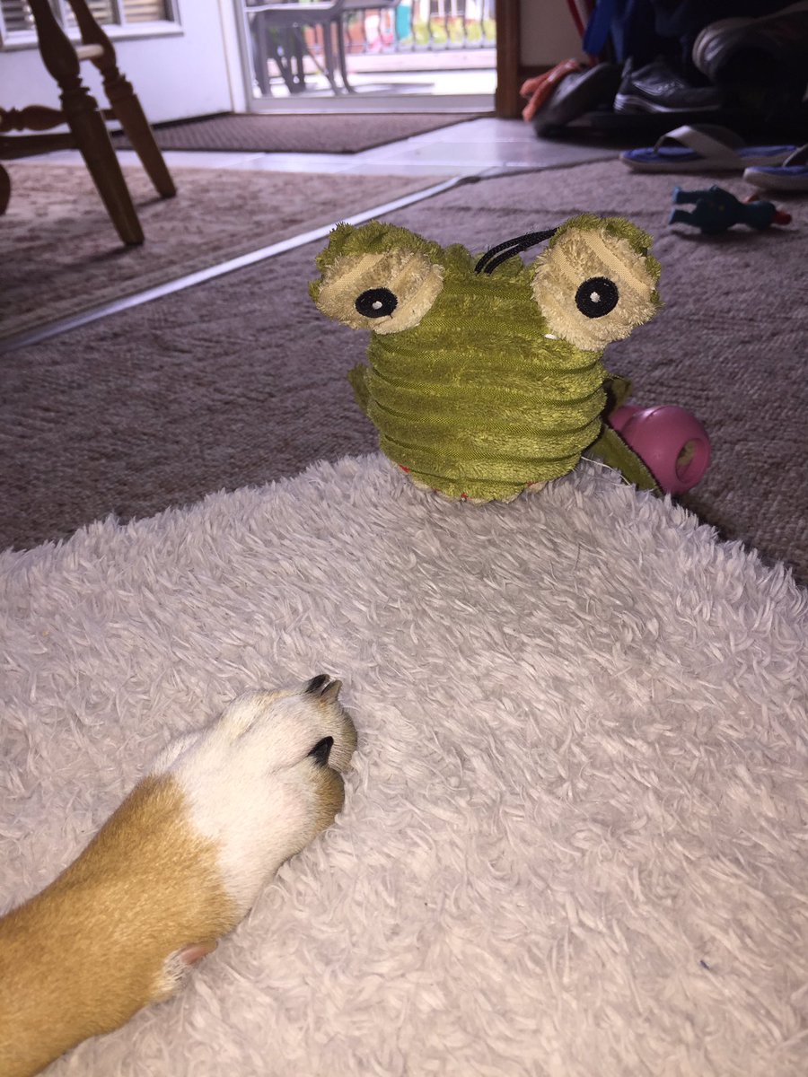TwixieTweets's tweet photo. Frank the Frog is stalking me...aagh!! https://t.co/8UXxtGnL1b