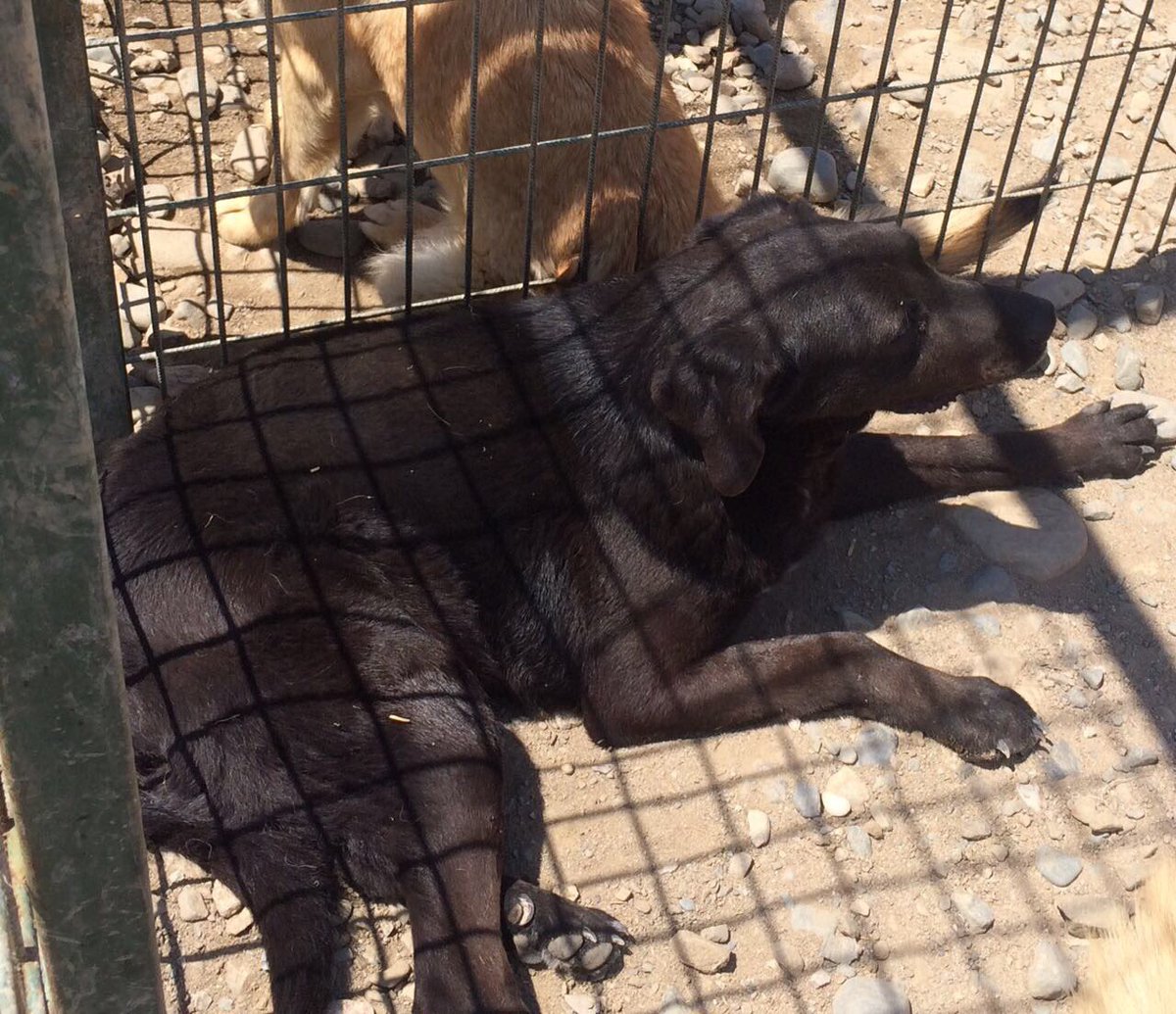 Deine TOPRAK <3 sendet ganz liebe Grüße <a href="/BlackMambaPara/">Black Mamba Paracord</a> <a href="/BlackMambaPics/">Black Mamba Gallery</a>