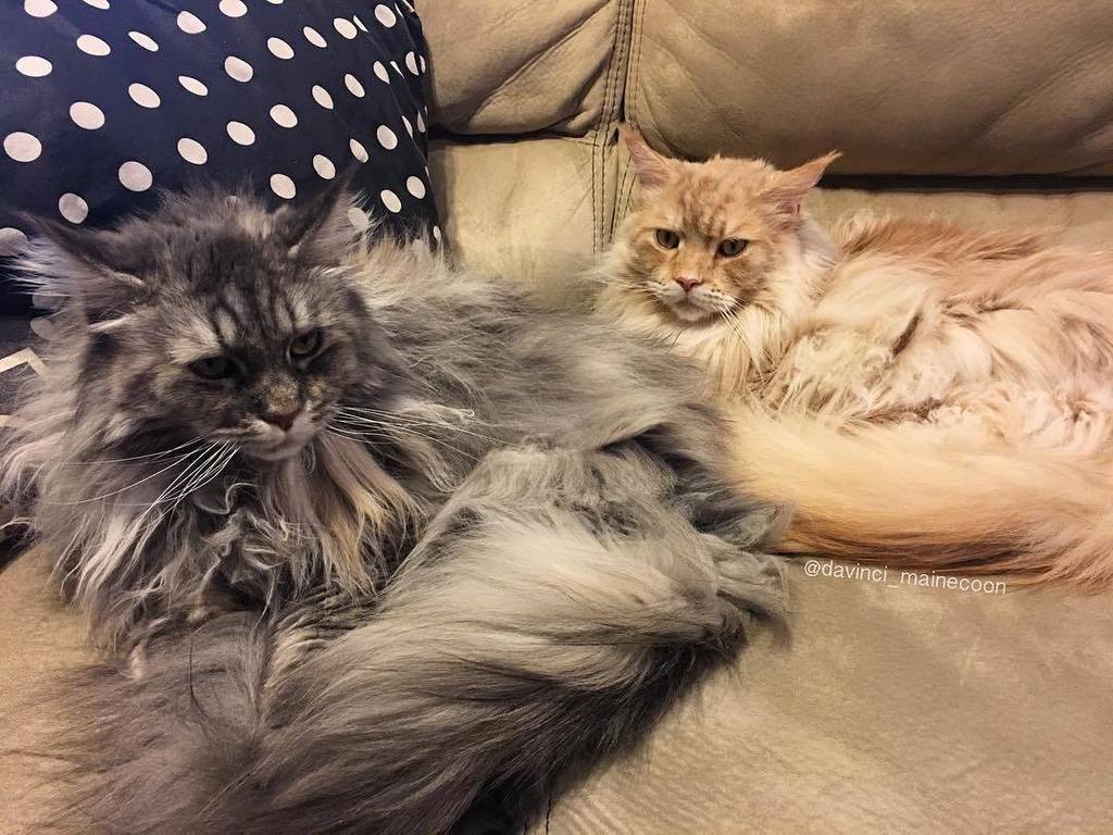daveinspeare's tweet photo. Monday vibe.... #mondayvibe #DaVinciTheMaineCoon #ShakespeareTheMaineCoon #mainecoon #catsofinstagram #CatsofDalla… https://t.co/FfrJtQ0vrJ https://t.co/bmwYfWMlV9