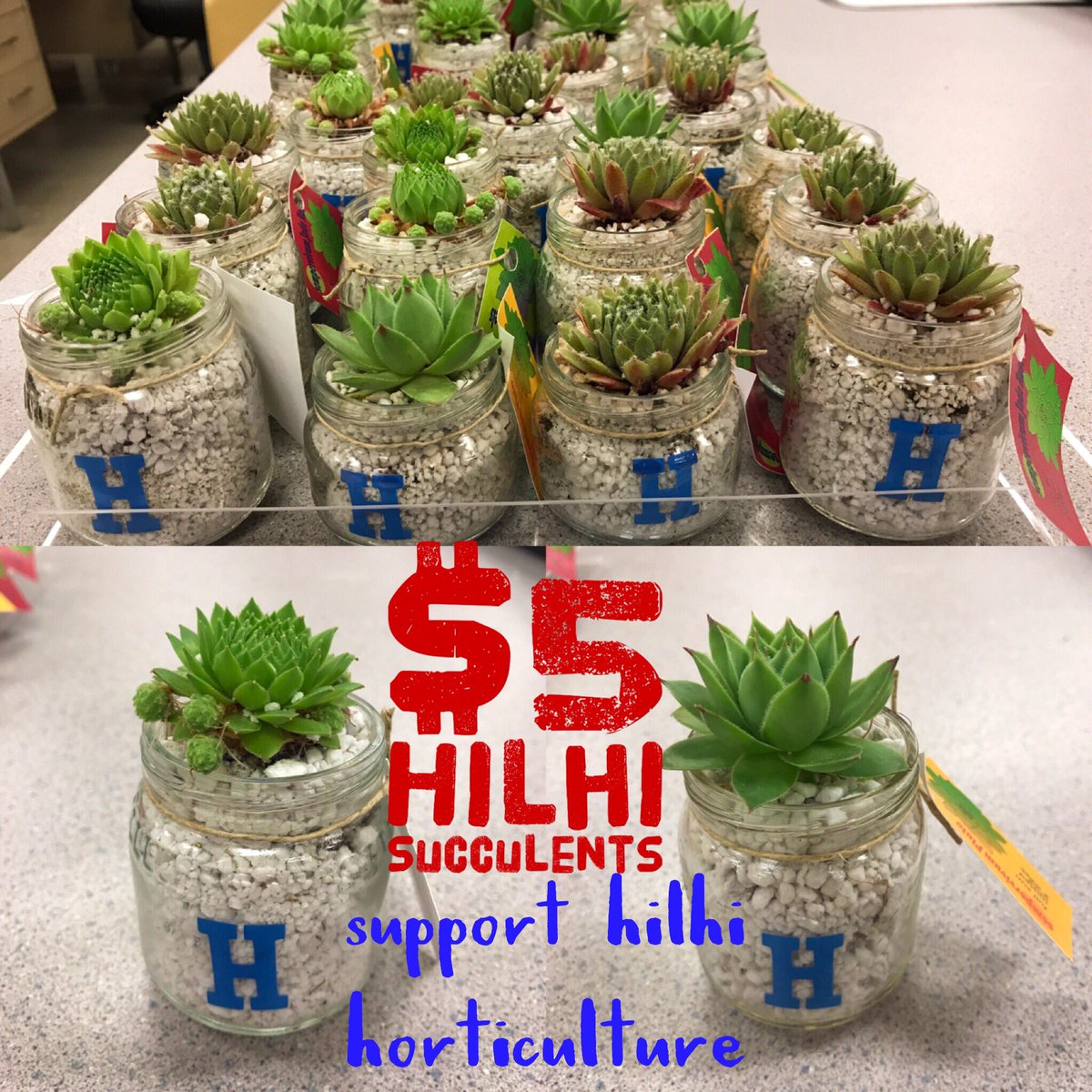 spartancoffee's tweet photo. Stop by and pickup a Hilhi succulent! Support Hilhi Horticulture! $5. Great 4 teacher &amp;staff desks, or enjoy at home! @HilhiSparts https://t.co/0lgyVVgmd3