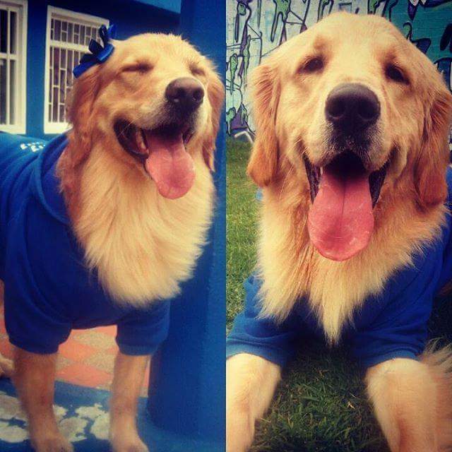 TotallyGoldens's tweet photo. https://t.co/yfvnHLeOaR