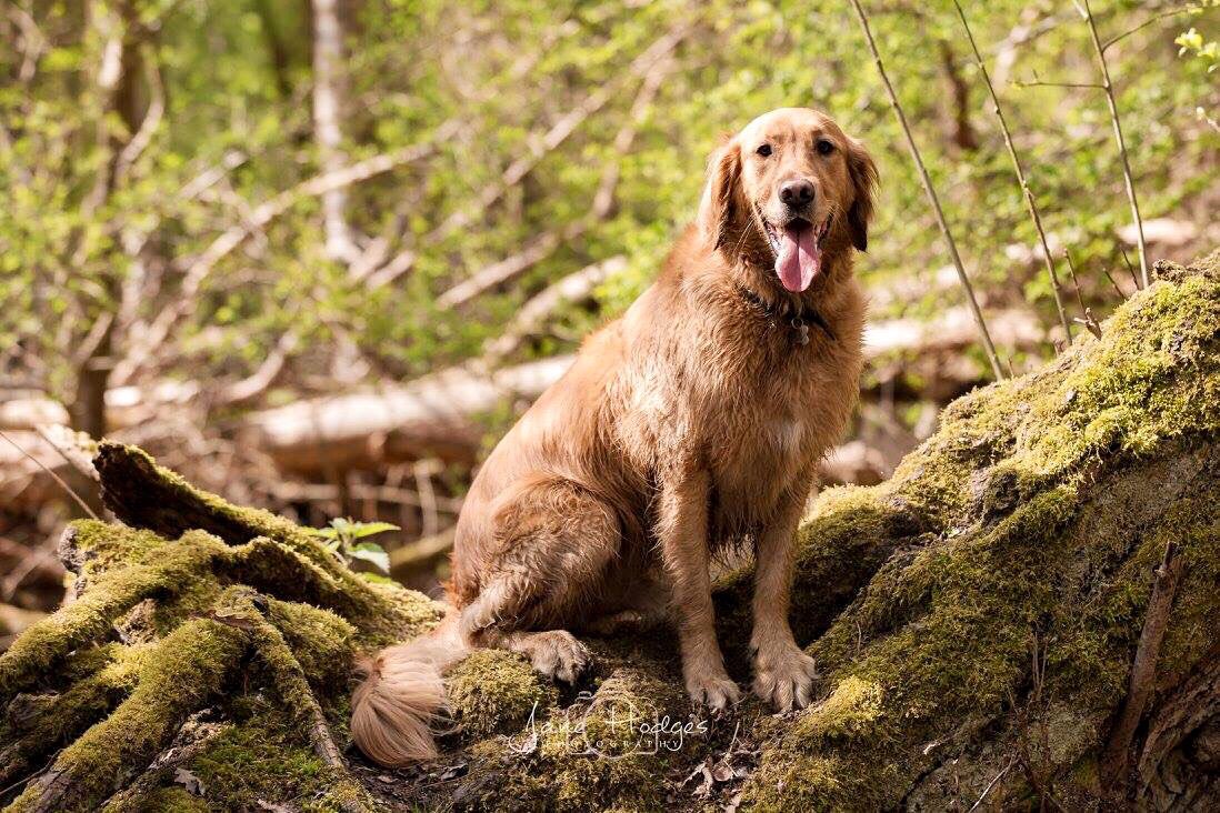AnimalEvalution's tweet photo. We have some very #exciting news regarding our gorgeous @Golden_Budstar! All will be revealed soon 😁💛✨ #animaltalent #animalactor #model 🐕 https://t.co/1BHW7BV3Ph