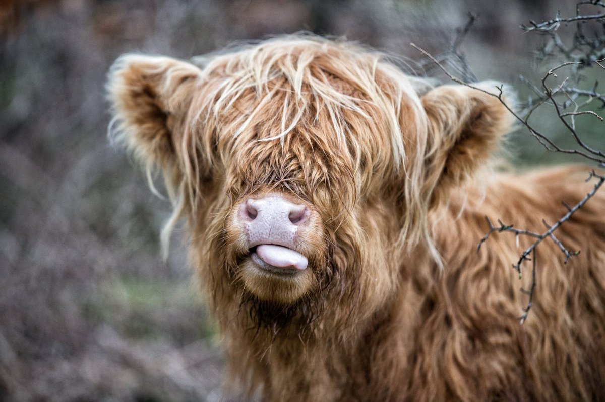 VillagerJim's tweet photo. One of my favourites #raspberrycow #villagerjim 🐮 https://t.co/gu9H8dLfom