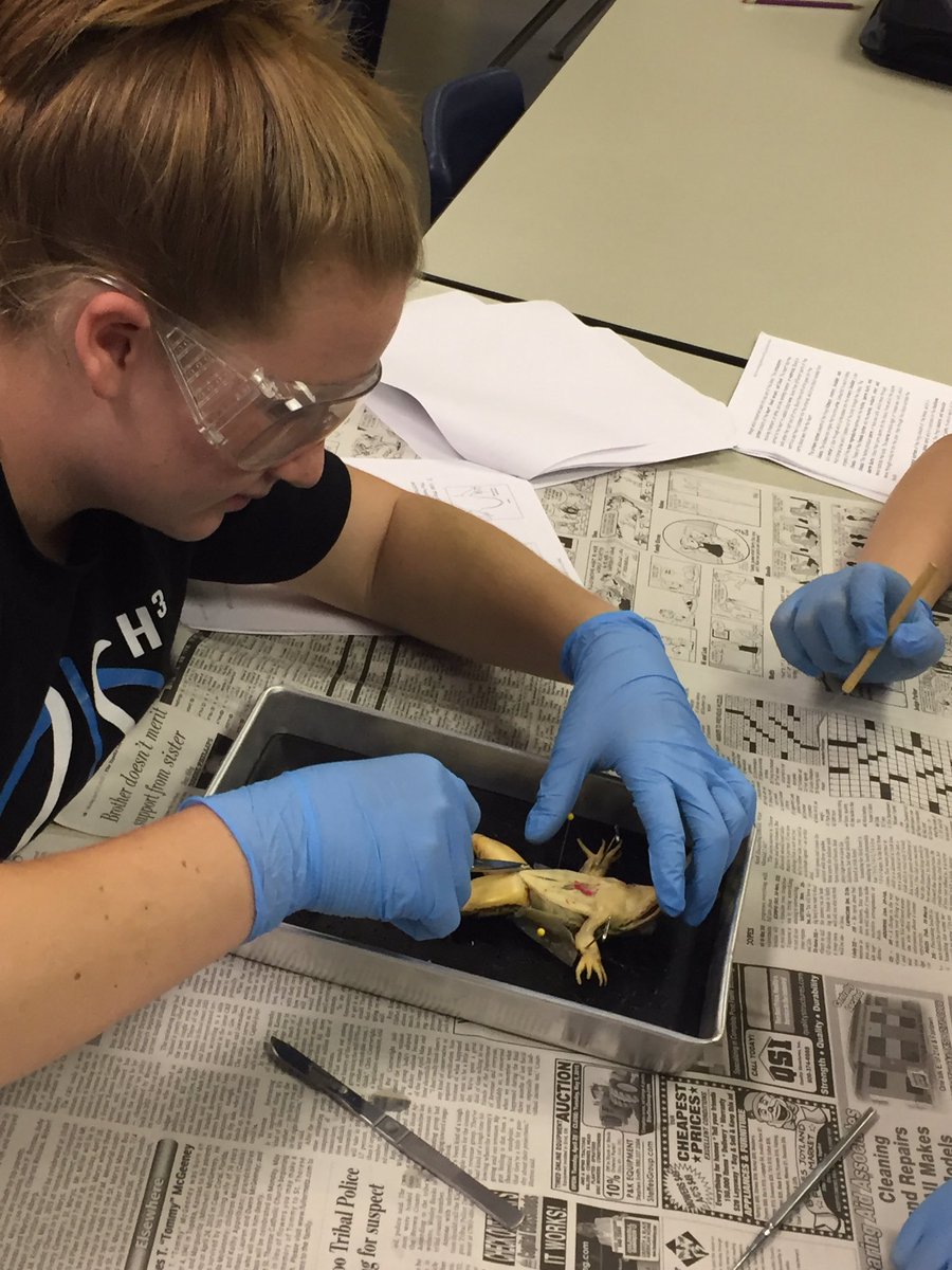 Frog dissection day in 7th grade science!  🐸