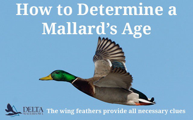 Mack's Prairie Wings tweet media