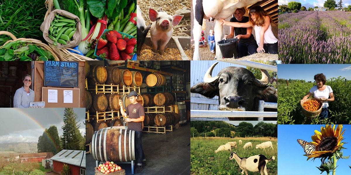 SlowFoodRR's tweet photo. Slow Food Russian River celebrates sustainable food production in Sonoma County, CA. https://t.co/i2COY21mox https://t.co/1b3pE5iS1F