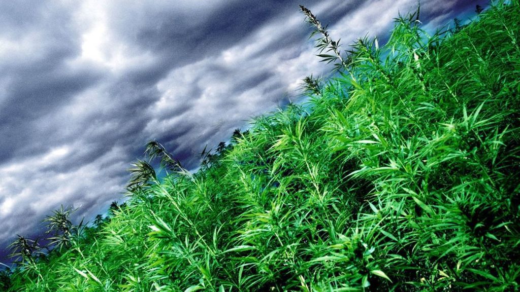 mmjeurope's tweet photo. #LibDems to back a 'regulated #cannabis market' in UK

Read More - https://t.co/ksYamV0A4D https://t.co/0W2nt0pdDm
