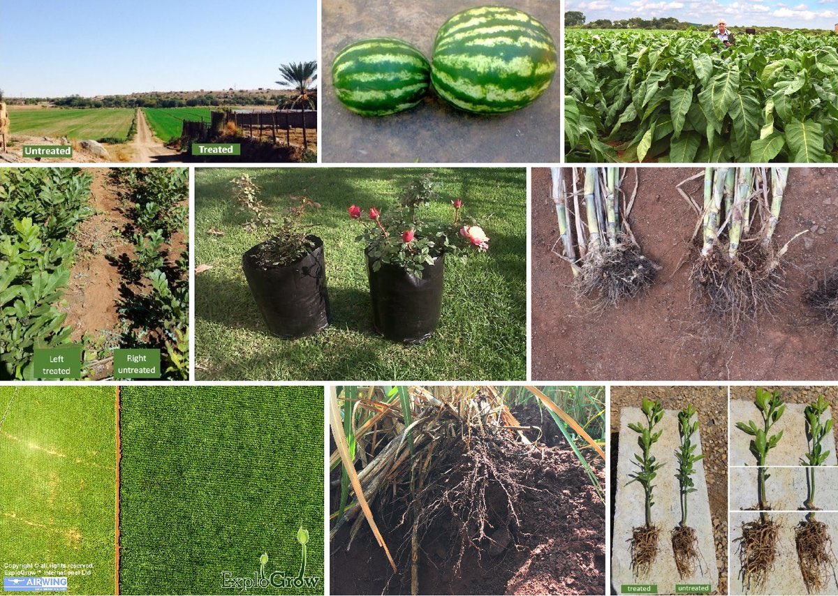 ExploGrow's tweet image. How to reduce chemical fertilizers (#NPK etc.) by using beneficial microbes explogrow.com/farming-with-m… #biofertilizer
