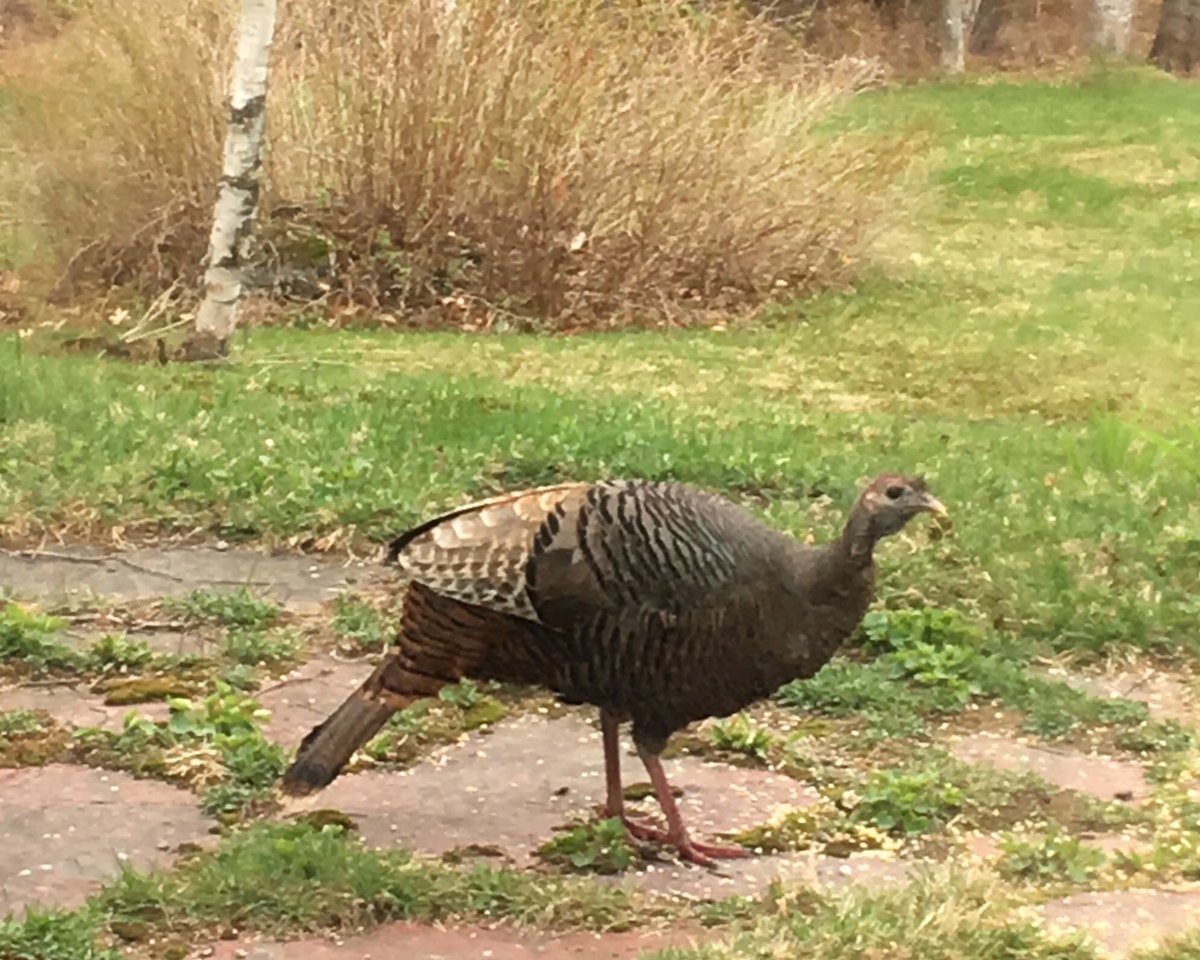 ChamplainCedars's tweet image. #SpringTimeinVermont #vt 
just one of our friends visiting us in the #Stowe region.