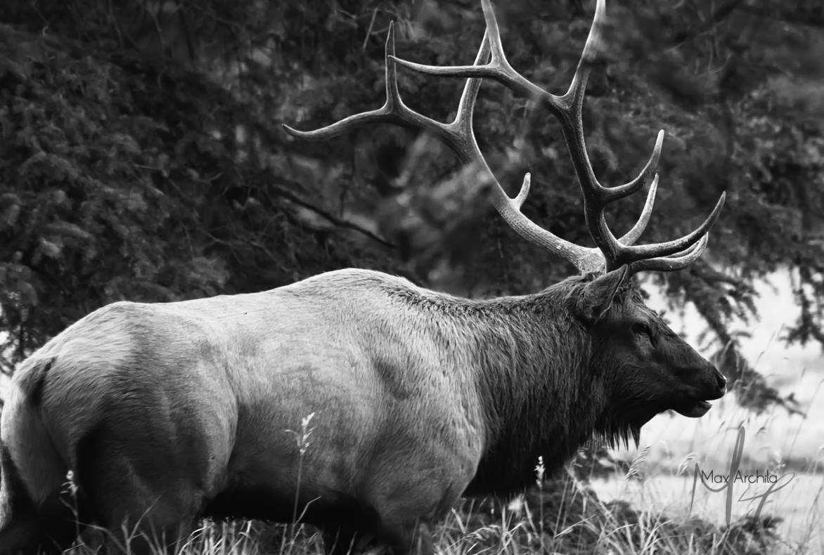 A set of antlers on a mature bull can weigh up to 40 pounds.

Photo c/o #TeamElk Member Maxx Archila