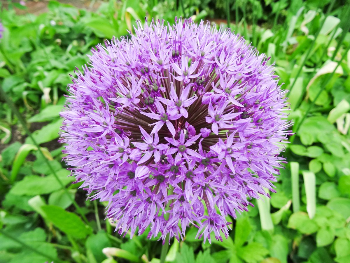 Barnsley_House's tweet photo. Oh, how we 💜 the Alliums #BVGFestival #BarnsleyHouse https://t.co/zvPbmkXGrw