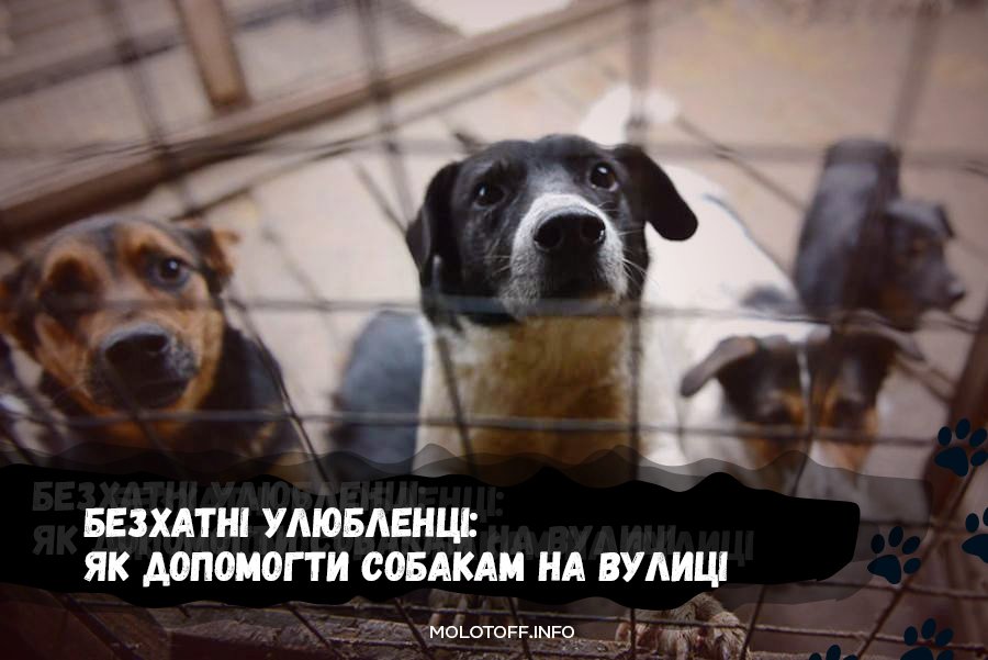 molotoff_info's tweet photo. Кожен може вирішити питання з безпритульними тваринами на вулицях Києва!

Читайте за посиланням: https://t.co/HI3Bk4a6g8 https://t.co/kcMQ4saDNz