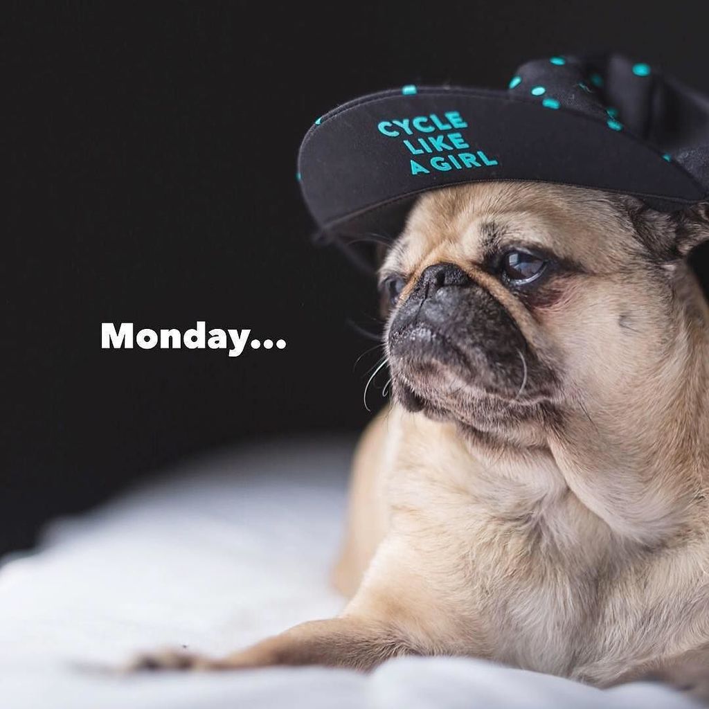 cyclelikeagirl's tweet photo. Ahhh….monday. Only 5 days till the weekend!⠀
⠀
#cyclelikeagirl to share your story and join the movement.⠀
#pug #monday #womenscycling #cyc… https://t.co/GnQyyNSrCu