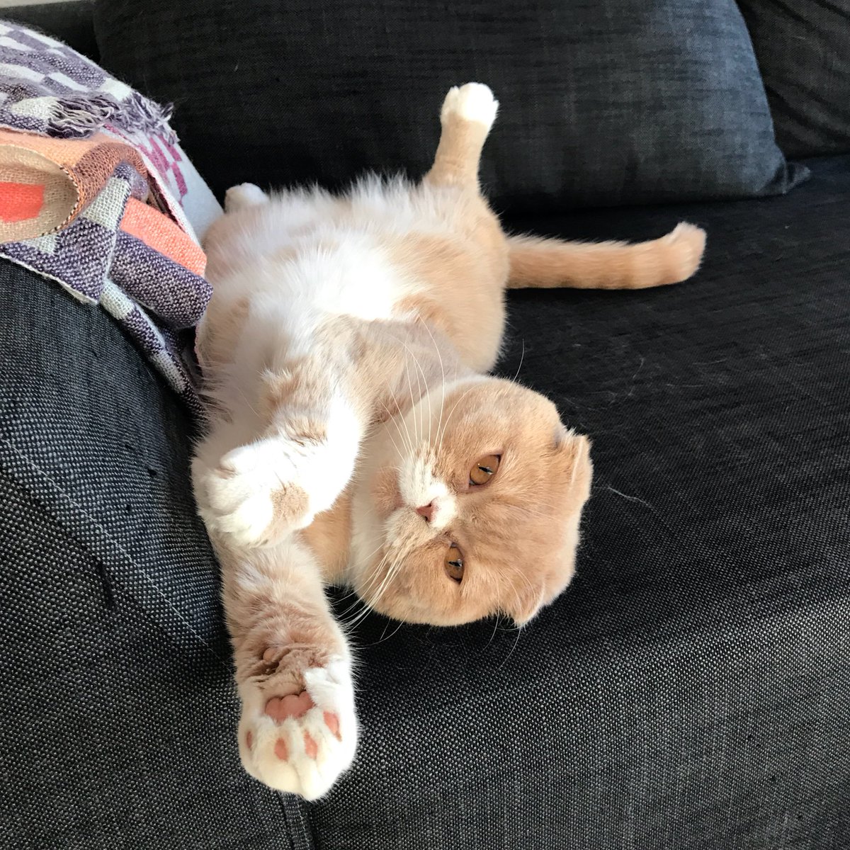 MisterPurs's tweet photo. They say I'm very content 😌 #CatsOfTwitter #catsofinstagram #mondaymotivation https://t.co/zXDMh7EDK8
