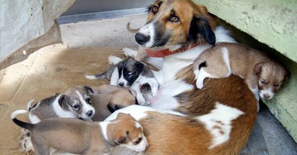 ScoopWhoop's tweet image. With Indians abandoning fancy pets at an alarming rate, are #pedigreedogs the new strays?: bit.ly/2pCs8is