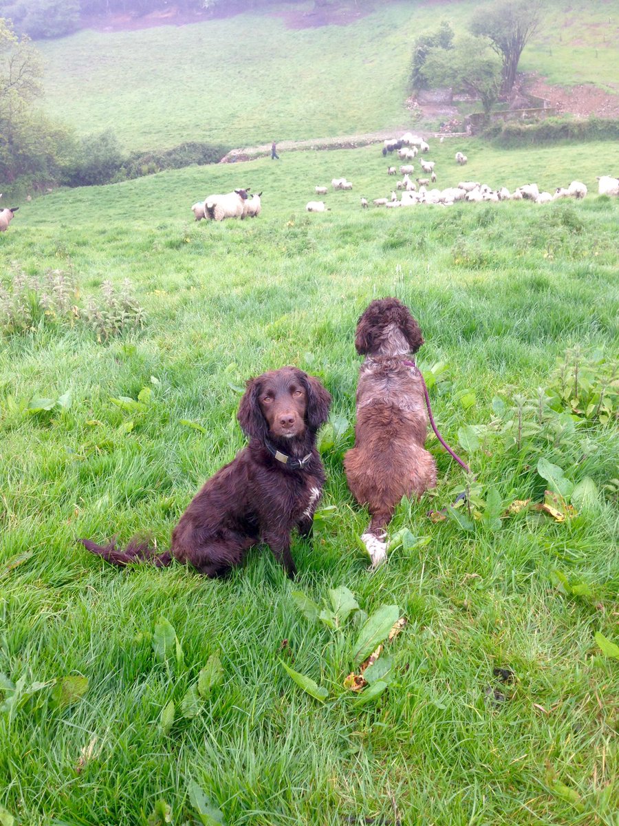 GreyfaceW's tweet photo. Moving sheep in the rain #sheep365 #miserable #rain #spanielsheepdogs https://t.co/a2rEZ6jauV