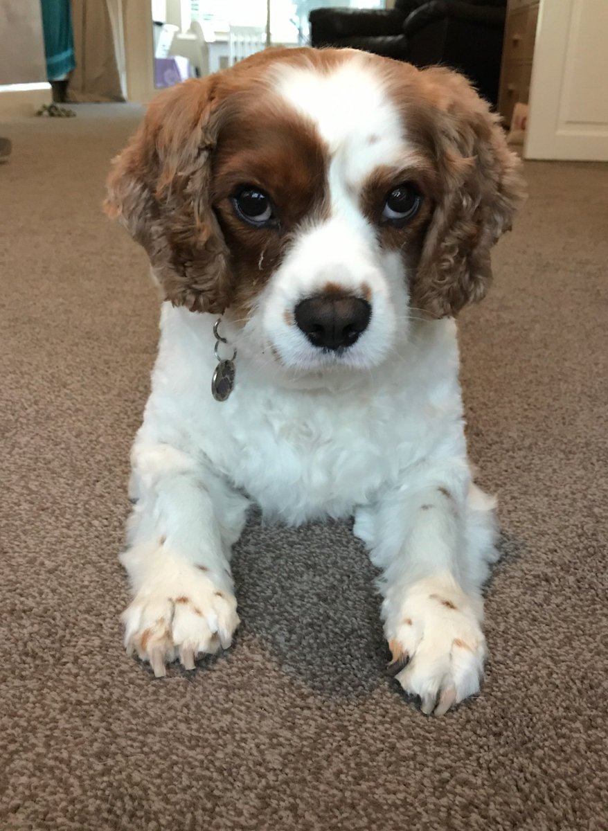 The_Warns's tweet photo. #Winston &amp; #Albie modelling their new hair cuts https://t.co/3gVufatbfl