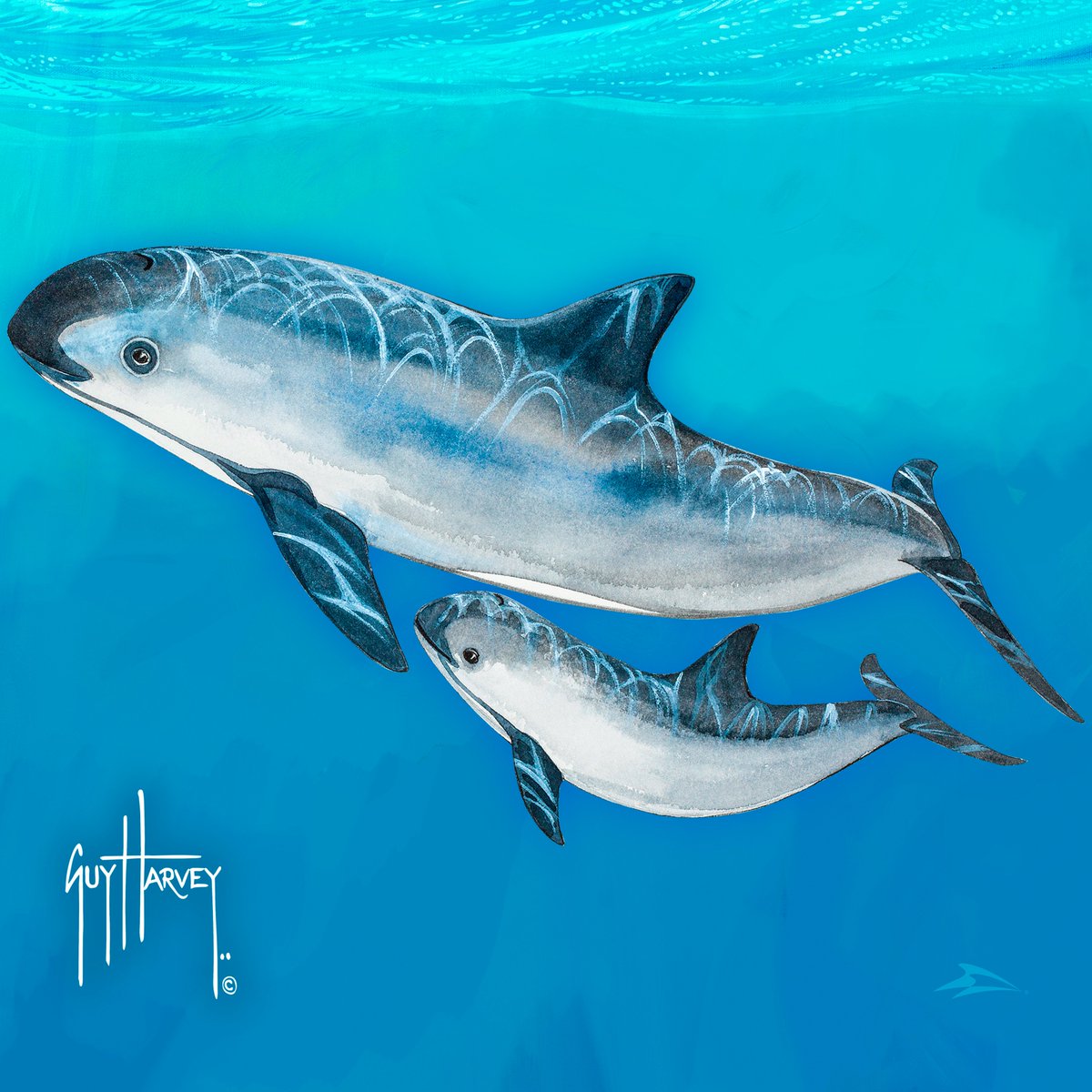 DrGuyHarvey's tweet photo. Save Our Oceans: Vaquita @SeaWorld 
Since 1997 the #vaquita population has decreased by 94%! Help save the Vaquita! 
#GHOF https://t.co/xpT9anPGbe
