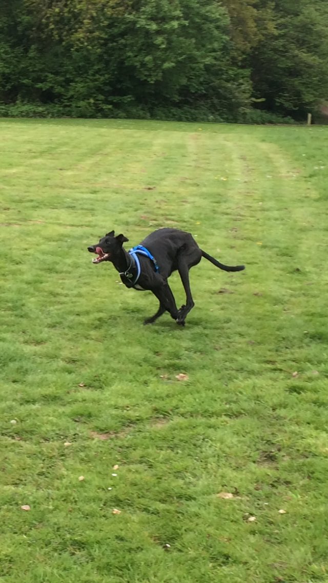 Millenntalist's tweet photo. @aroseforepona_ Greyhound pupper! https://t.co/PqUVGTqOSC