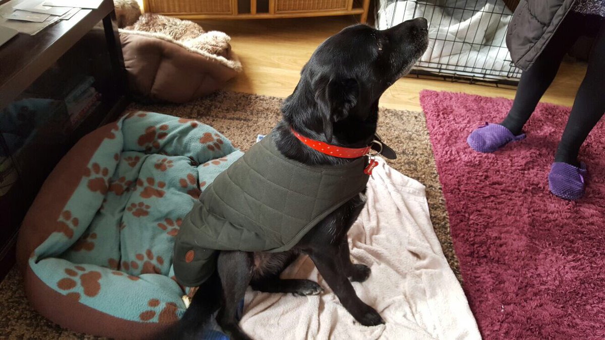 Millenntalist's tweet photo. @aroseforepona_ My rescue mix-doggo https://t.co/6Jw3ATAPci