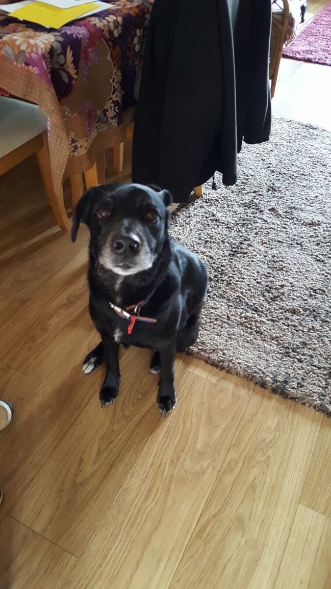 Millenntalist's tweet photo. @aroseforepona_ My rescue mix-doggo https://t.co/6Jw3ATAPci