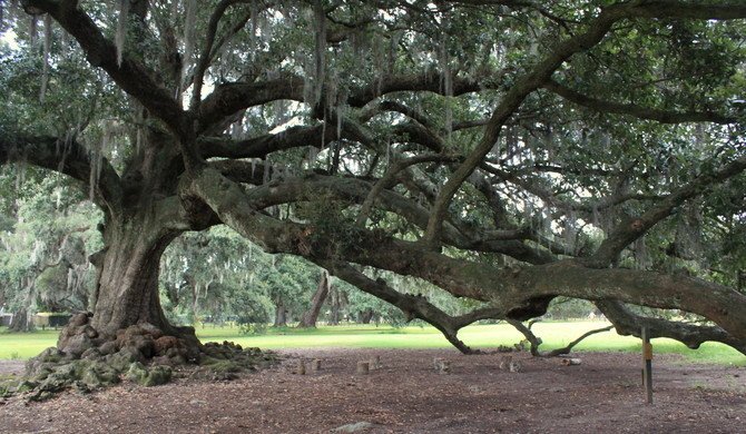 VisitNewOrleans's tweet photo. Inside Audubon Park sits the gorgeous, sprawling Tree of Life: https://t.co/PbXAsOsFc6 #followyournola https://t.co/5utch3oQr7