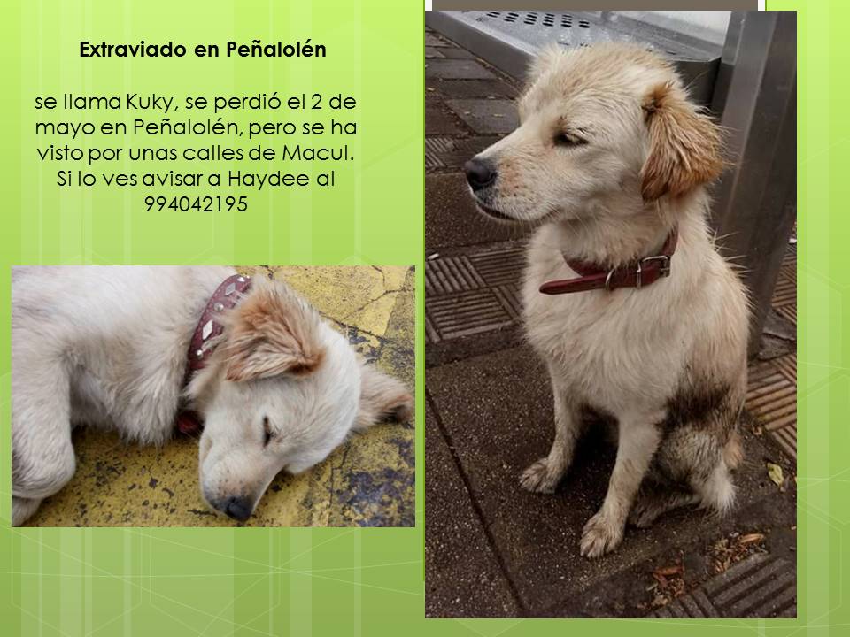 Kuky #extraviadosensantiago #penalolen su familia lo extraña RT