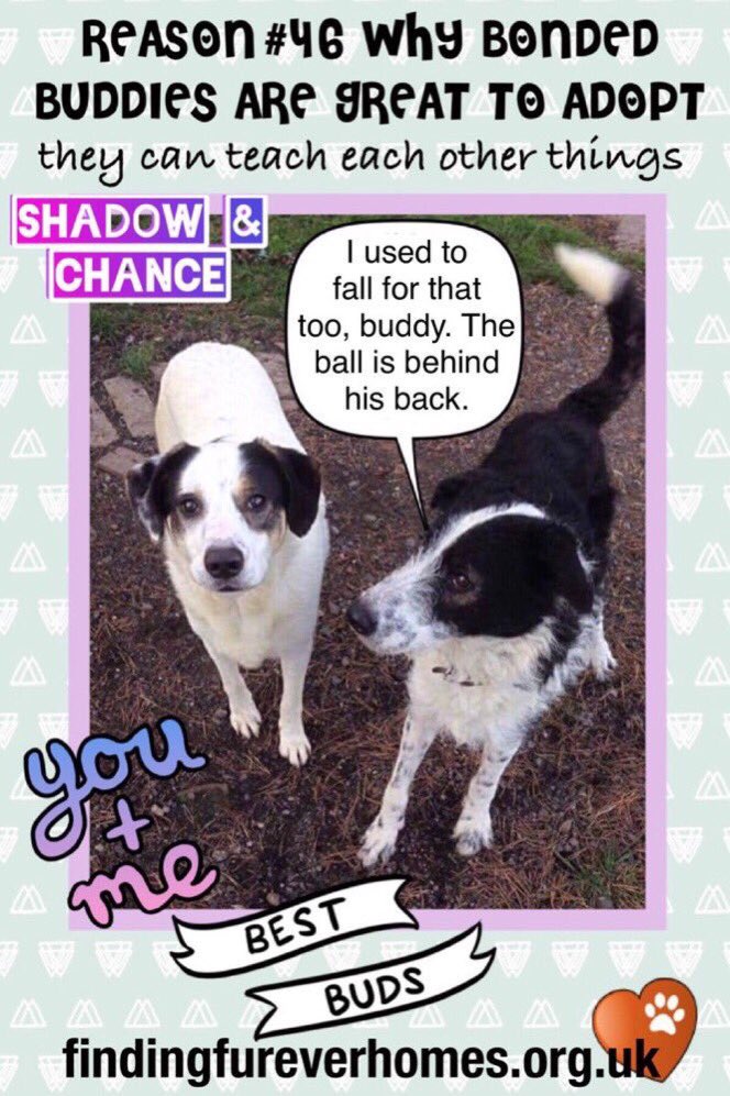 loridowney3's tweet photo. Shy bonded pair L👀KING for a quiet, calm FUREVER🏡 where they can continue to gain confidence
#DOTD info>@NWDogRescue
https://t.co/V0cpppSOE8 https://t.co/K2GYSsrNqK