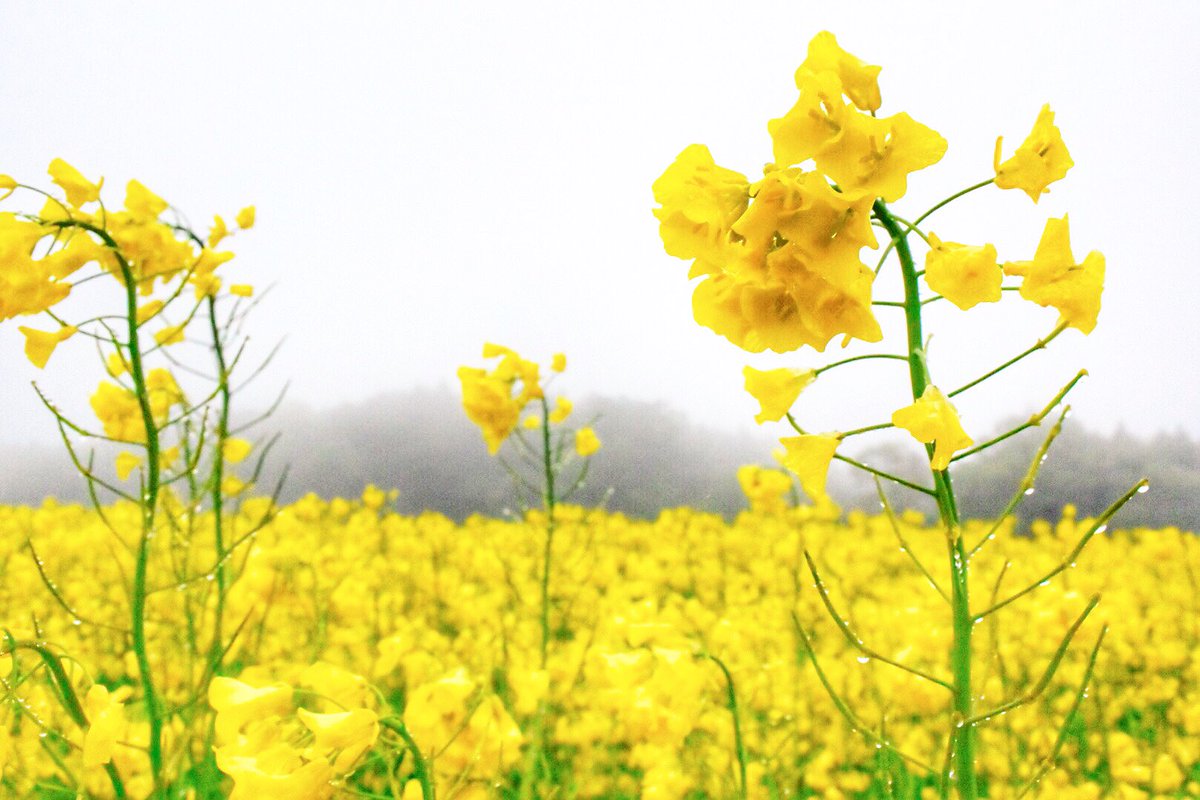 Minmi Twitter ನಲ ಲ 隠れた名所の菜の花畑 一面菜の花でほんっと綺麗 ただ1つ残念なのが雨降り 霧 曇り 青空の時だったらもっと綺麗だったはず 菜の花 一面菜の花畑 カメラ女子 Nikonphotography カメラ好きな人と繋がりたい ファインダー越しの Minmi Twitter ನಲ ಲ 隠れた名所の菜の花畑 一面菜の花でほんっと綺麗 ただ1つ残念なのが雨降り 霧 曇り 青空の時だったらもっと綺麗だったはず 菜の花 一面菜の花畑 カメラ女子 Nikonphotography カメラ好きな人と繋がりたい ファインダー越しの