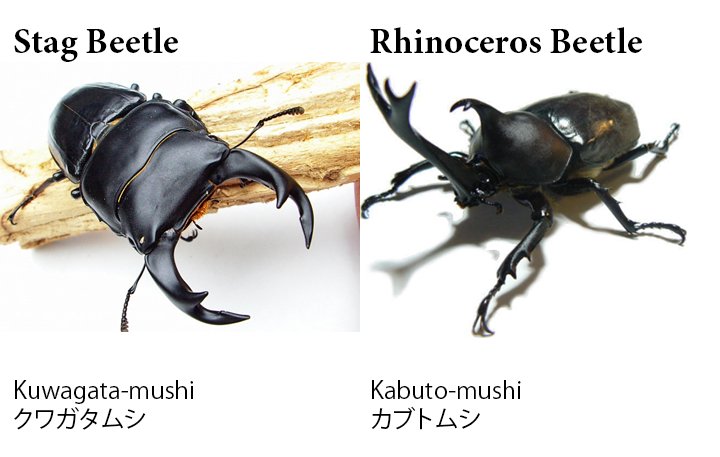 PSA: Know your fighting beetles! #クワガタムシ #Kuwagatamushi