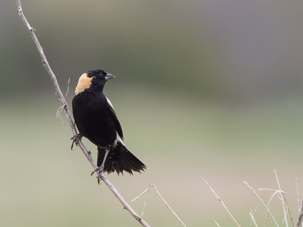 Petoskey Regional Audubon Society president Darrell Lawson got some amazing shots at our preserves on Global Big Day! #blackhole #waldronfen