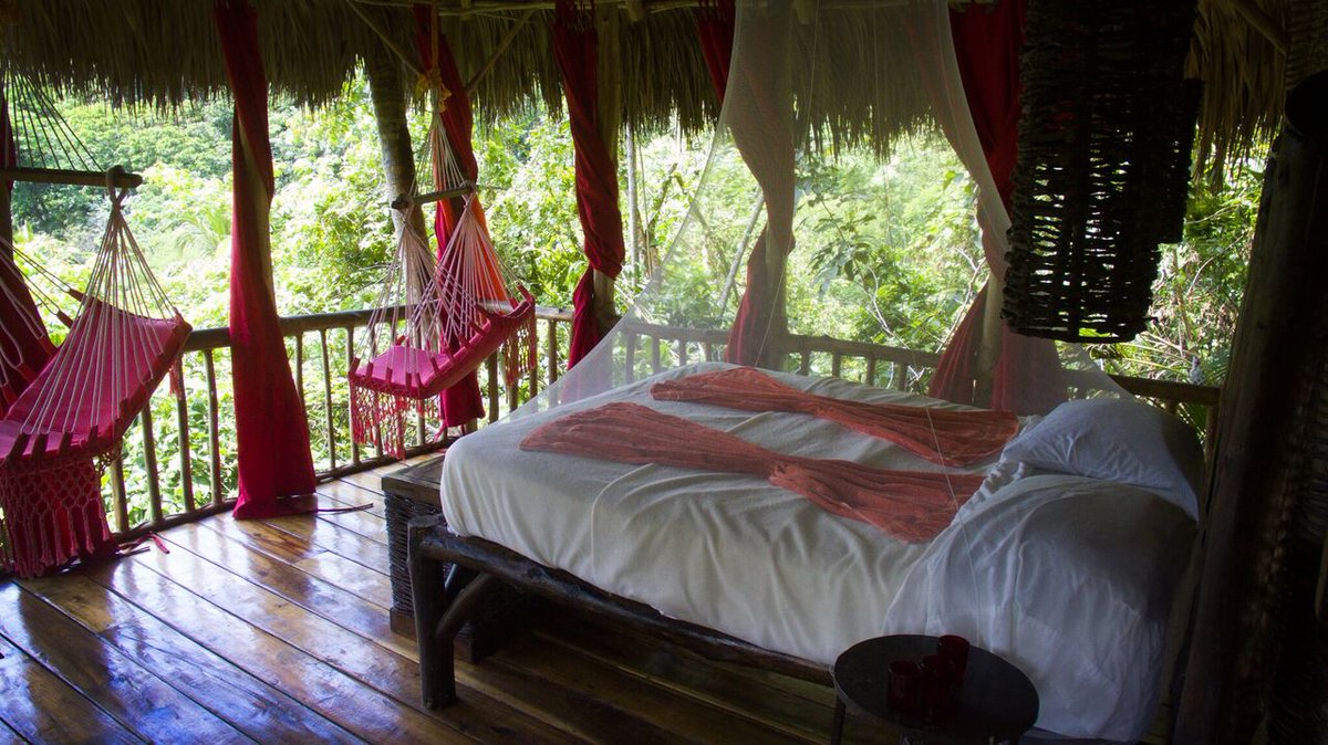 Dominican Tree House tweet media