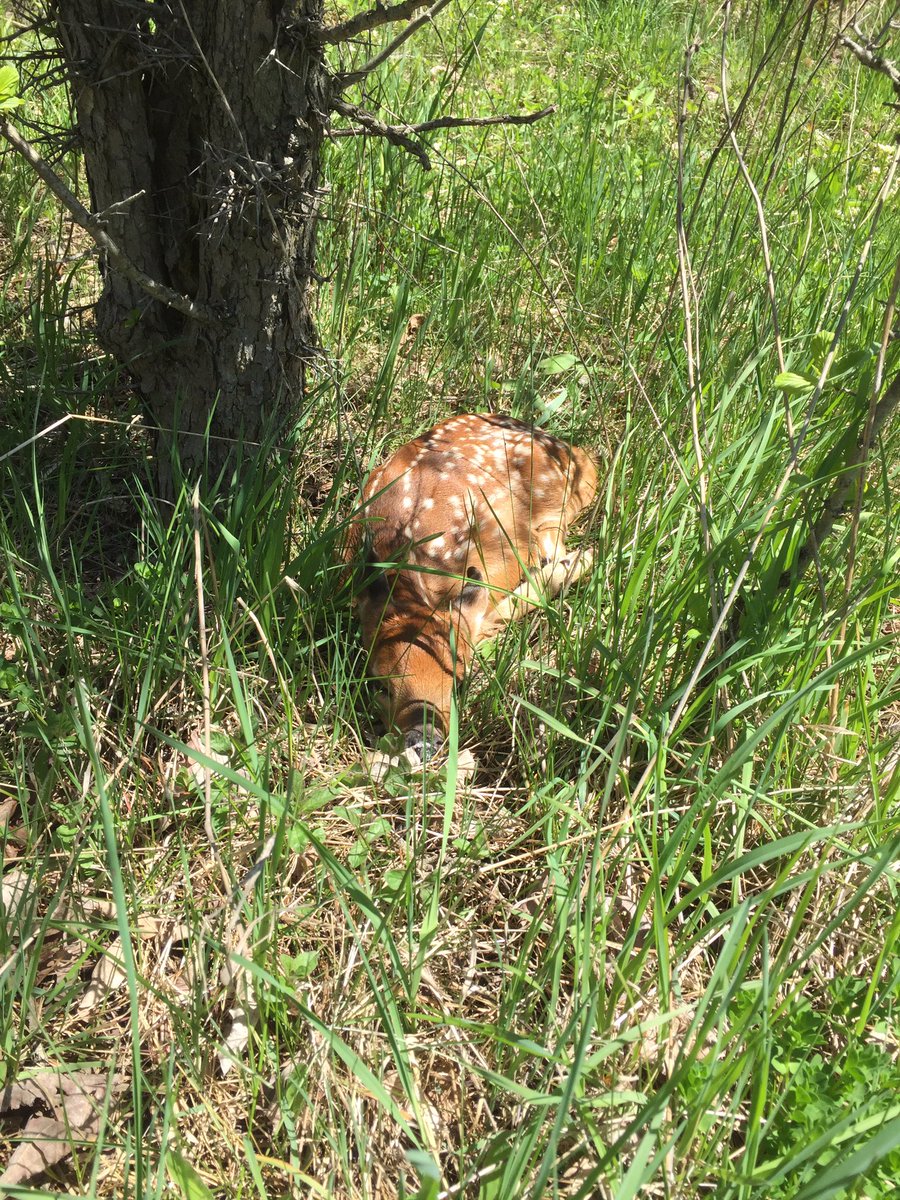 pineponderout's tweet photo. Best job ever!!!  Seen fawn at work today! Gr. 3 soils/plants @JamesPotterPS @RangerRidley @JackSmytheFC @PeelSchools https://t.co/7MPjTv05nu