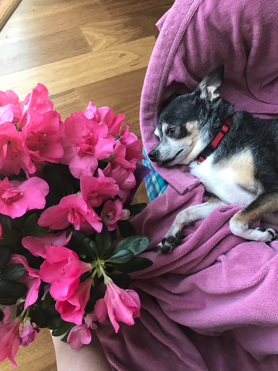 Caseywhosthat's tweet photo. I don't think he appreciated the flowers #Bio120Sp17 @NutmegSomething
#Ungrateful https://t.co/FmeYLxdZqv