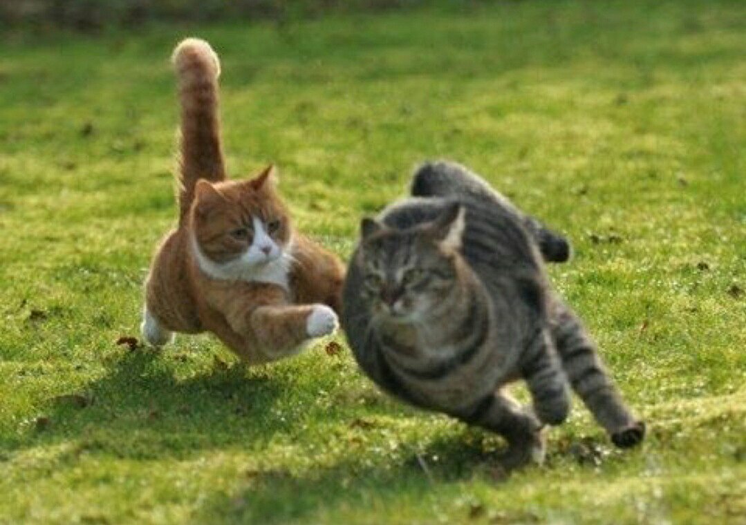 Коты дерутся смешно