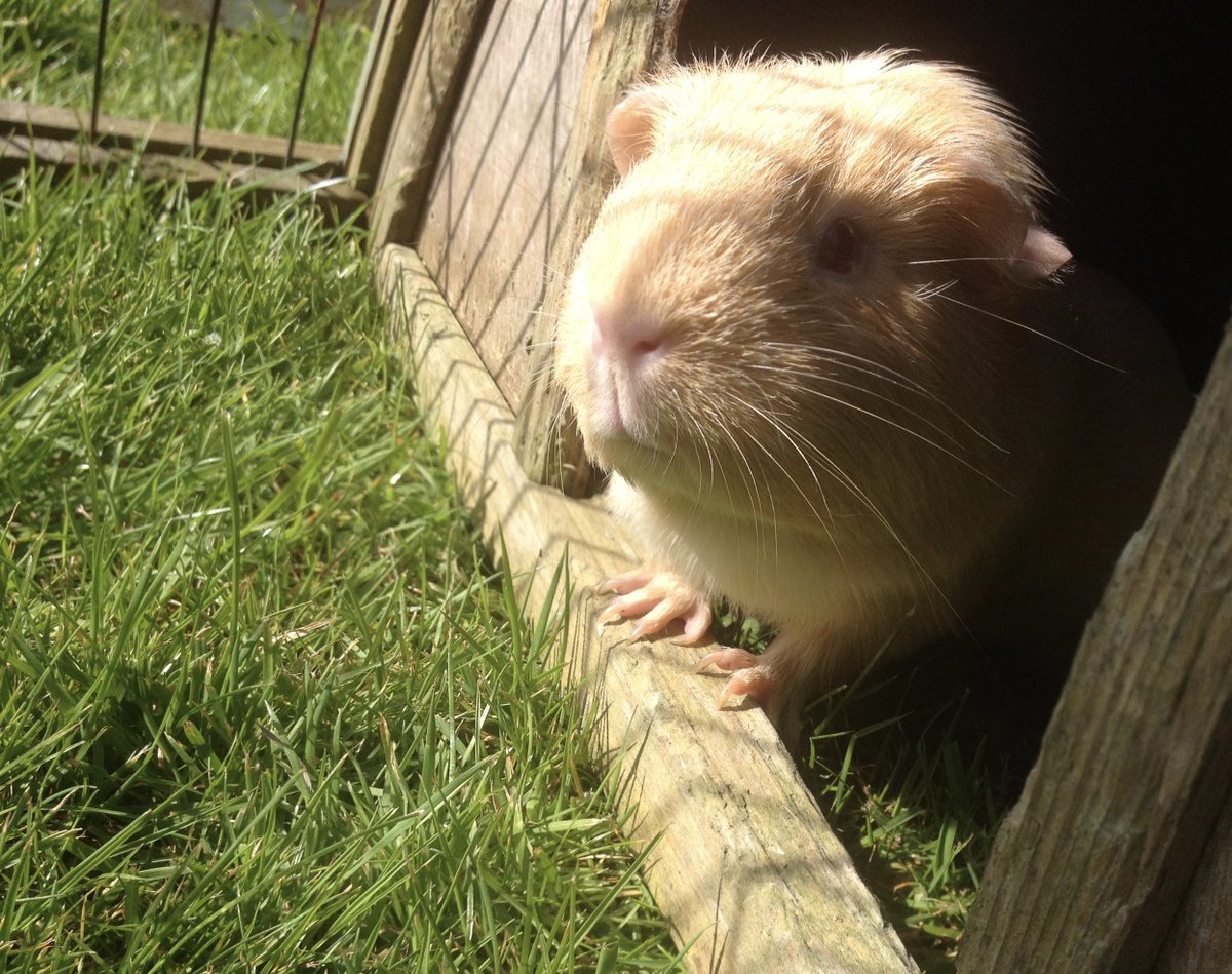 Booking a summer holiday? Need care for your small pets? Did you know they can enjoy their own 5-star holiday <a href="/NowBoardingCroy/">Now Boarding Croydon</a> 07851 806318