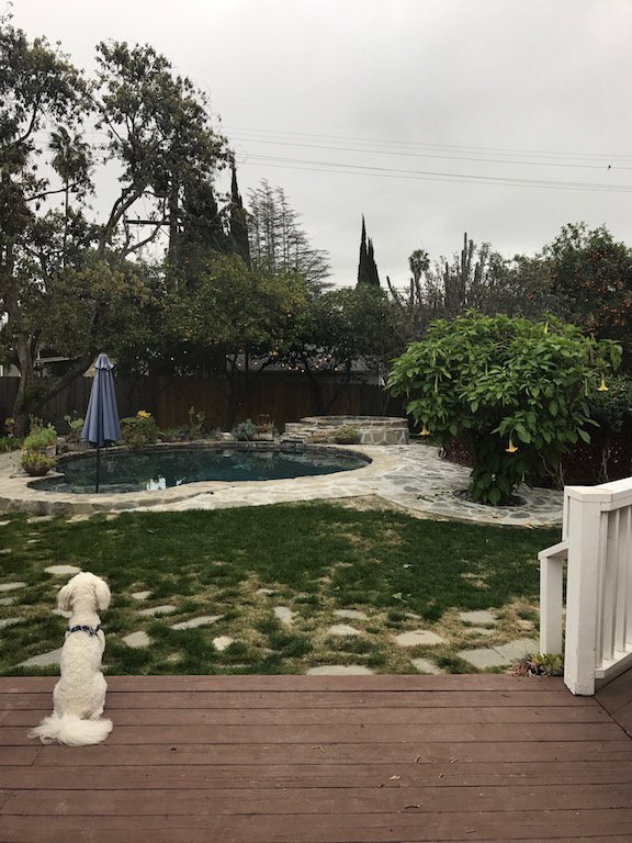 Henry2theRescue's tweet photo. I love playing in my yard where I can run around and get my daily dose of exercise! #HealthyHenry #H2R #Henrytotherescue https://t.co/mcVwR6LXHG